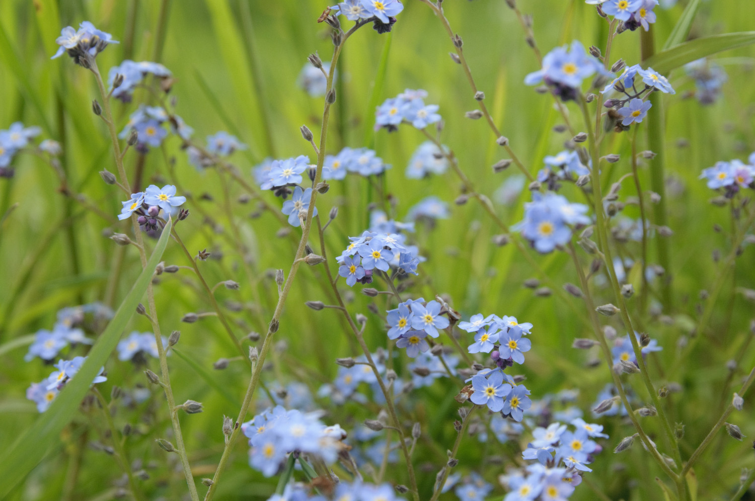 Blue wildflower growing in a meadow