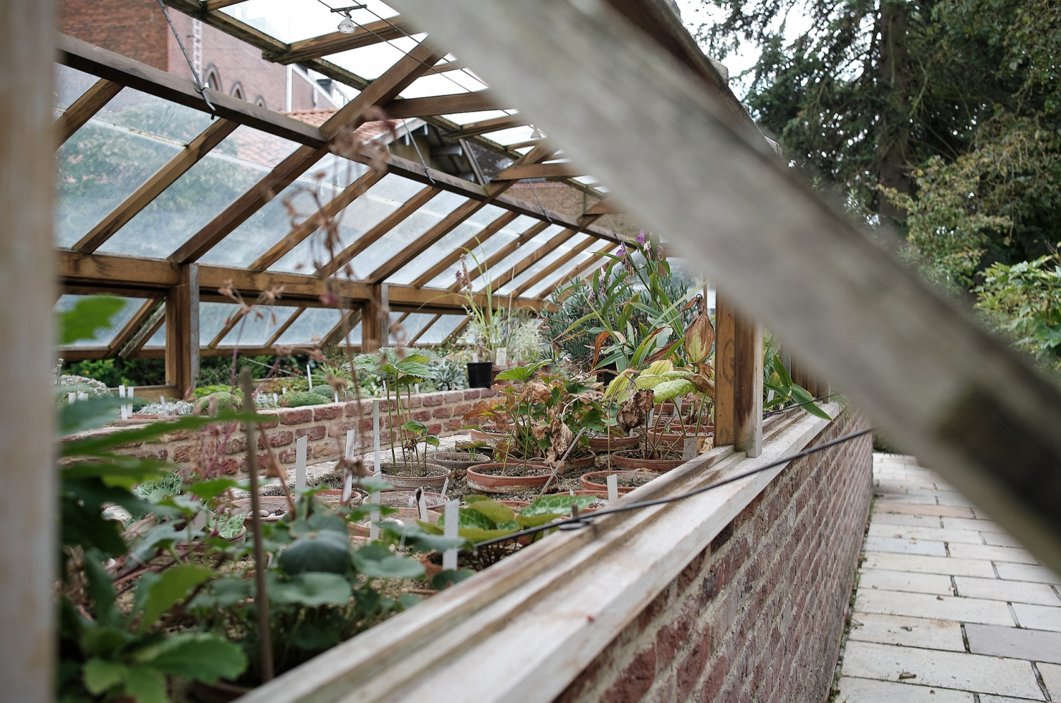 Plants growing in a greenhouse in a community garden