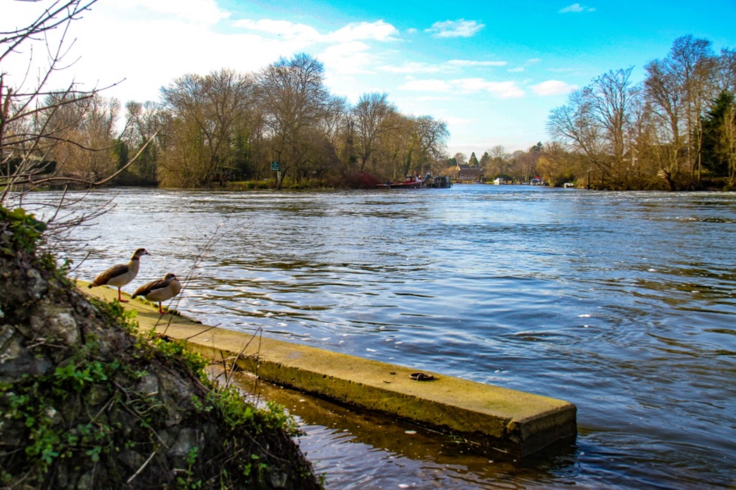 Two ducks stood beside a tranquil river surrounded by trees